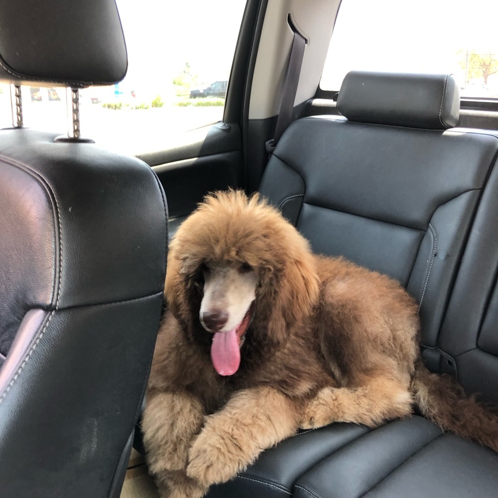 Meet your Posher, Desiree